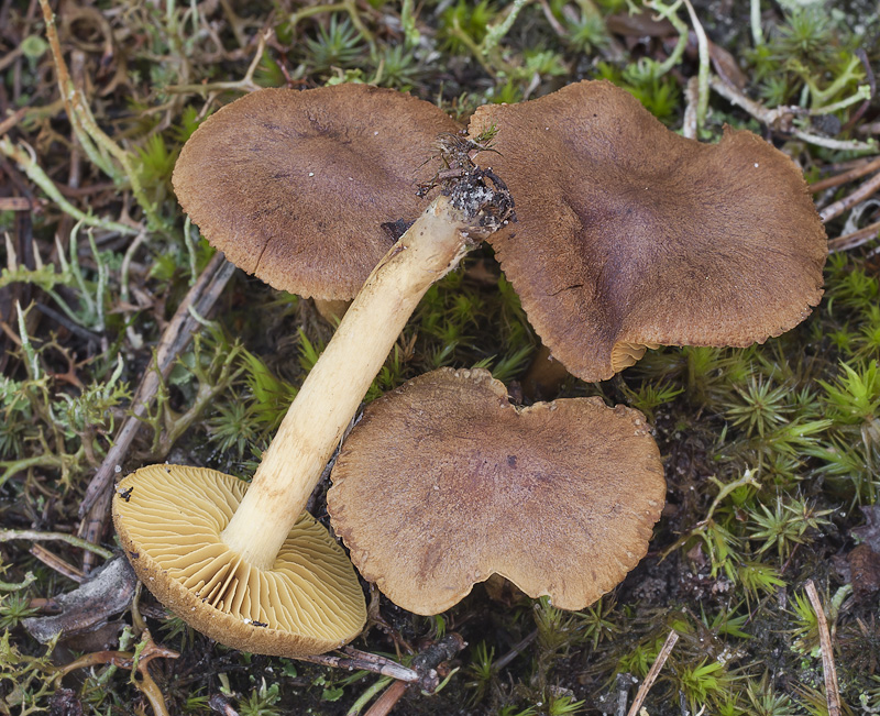 Cortinarius croceus